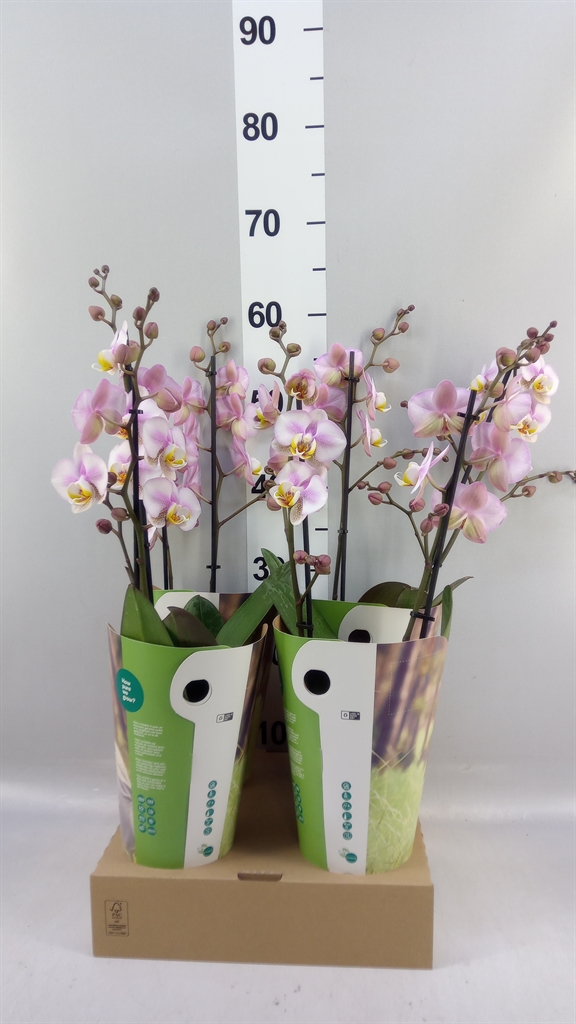 Phalaenopsis Corolla Beach 12Ø 55cm 2st