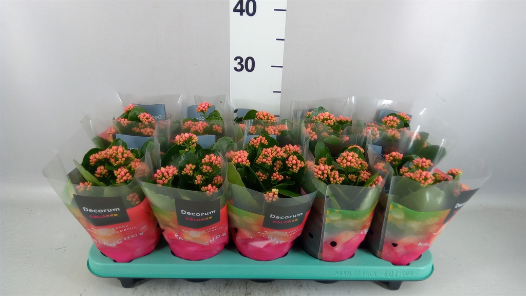 Kalan B Ge Ser Peach 510Ø 23cm
