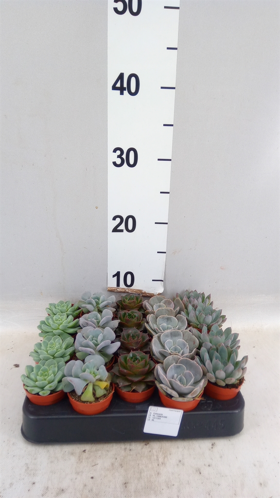 Echeveria Mixed 505Ø