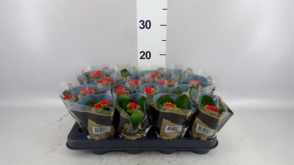 Kalanchoe Double Rosalina Don Justino 7Ø 15cm