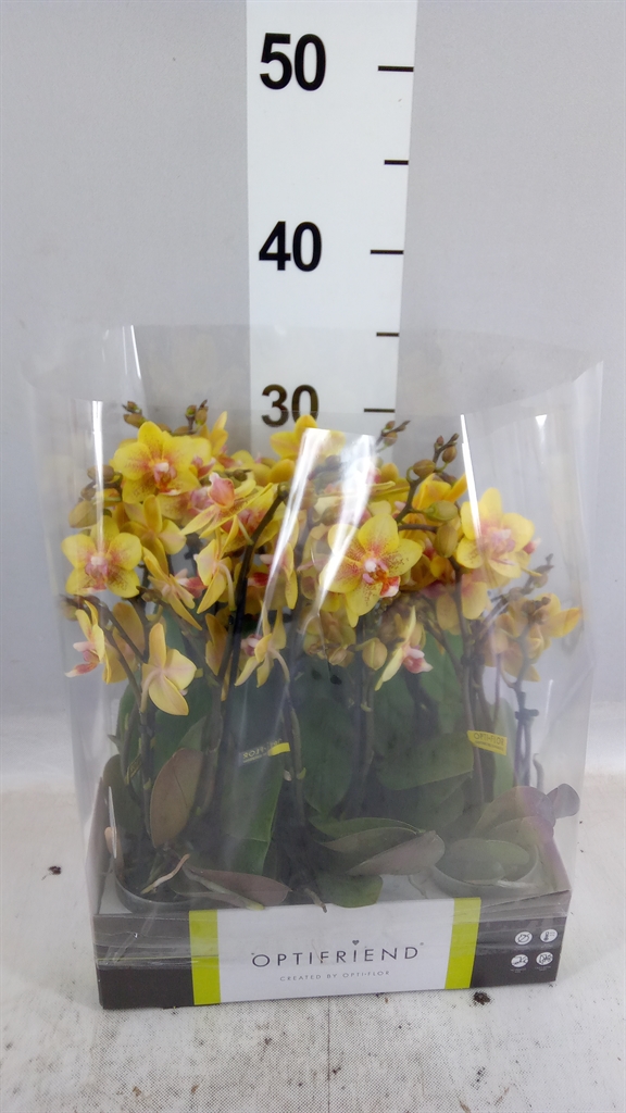 Phal Mf Ov Oranje 7Ø 25cm