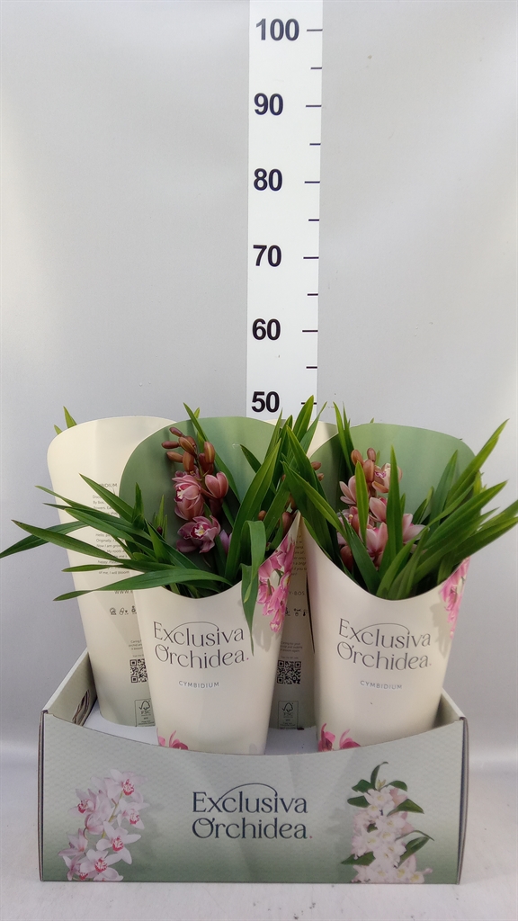 Cymbidium Ov