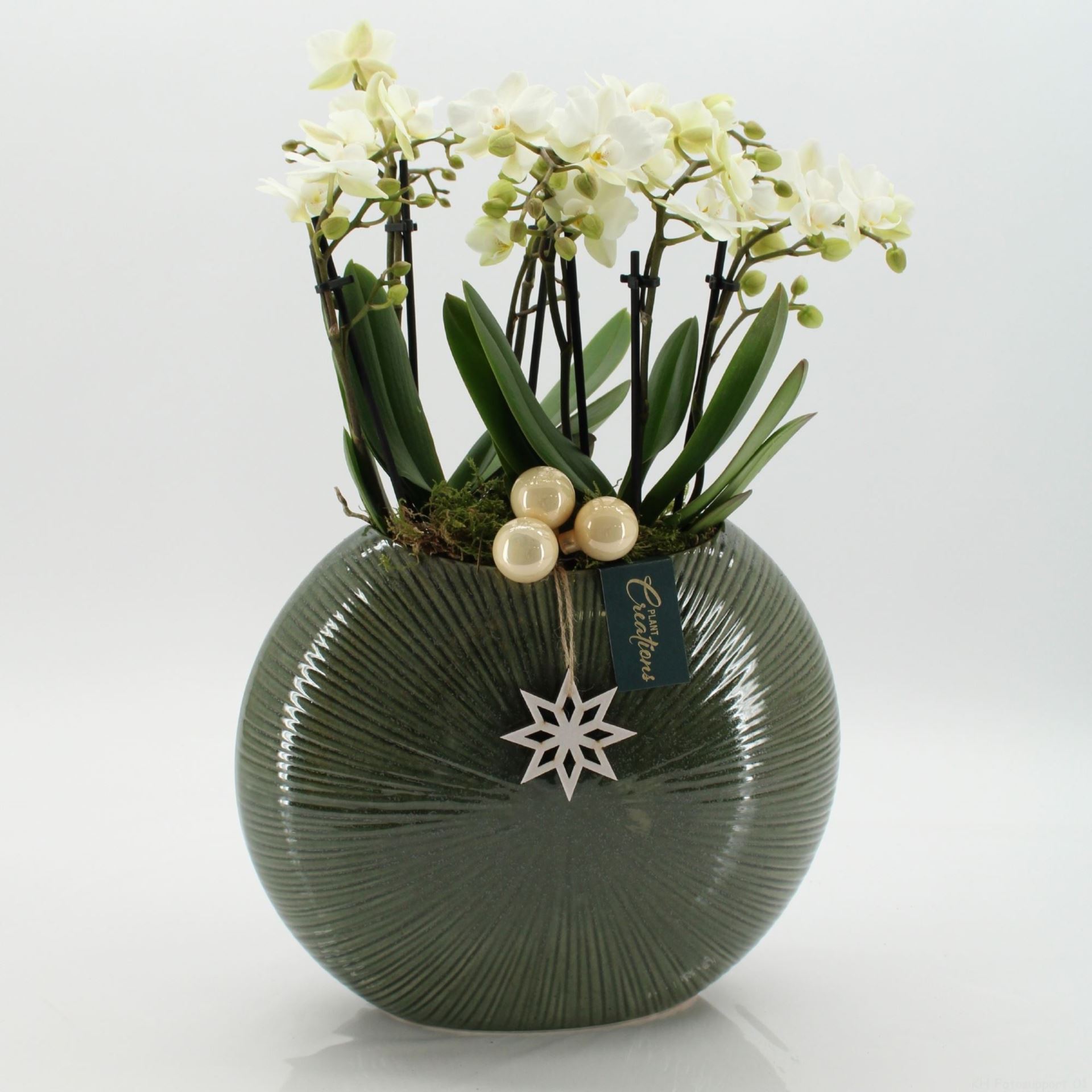 Arrangement Phalaenopsis Mt 31Ø