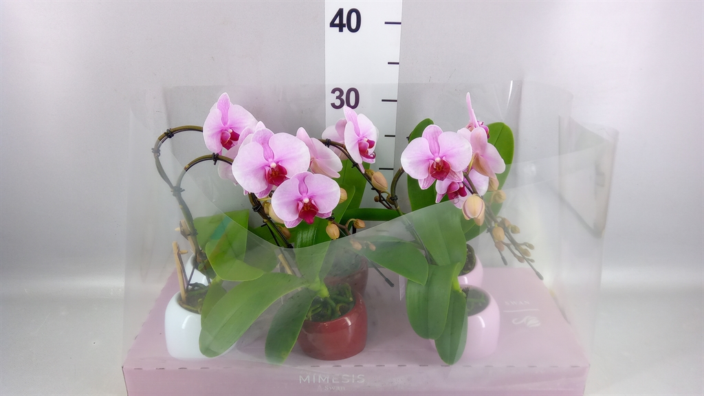 Phal Ov Roze 7Ø 35cm
