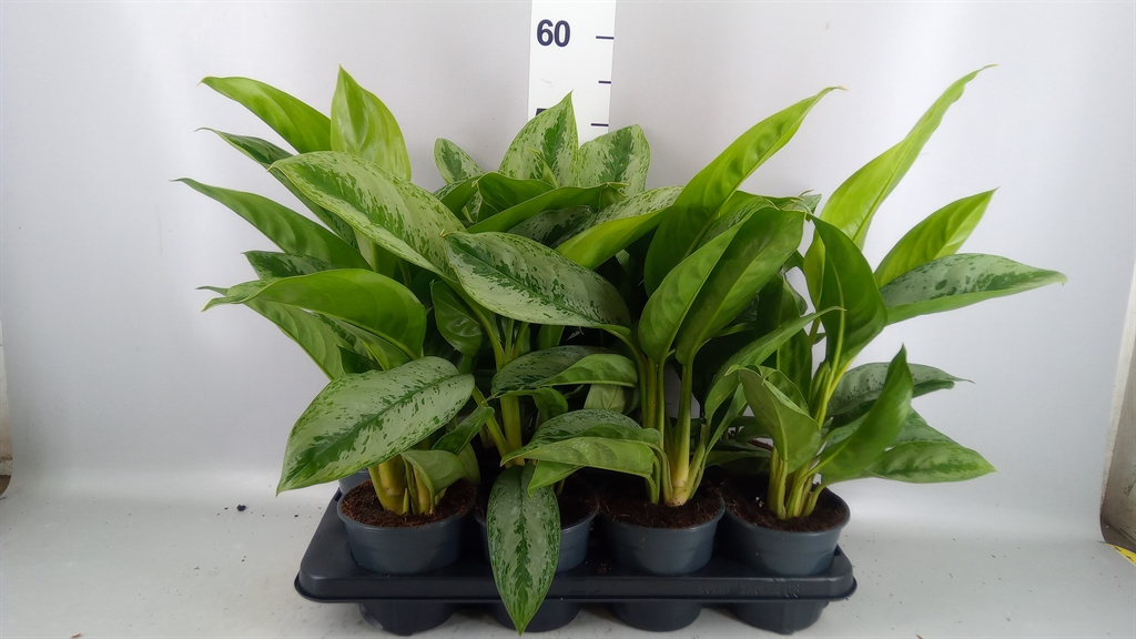 Aglaonema Silver Frost 14Ø 45cm