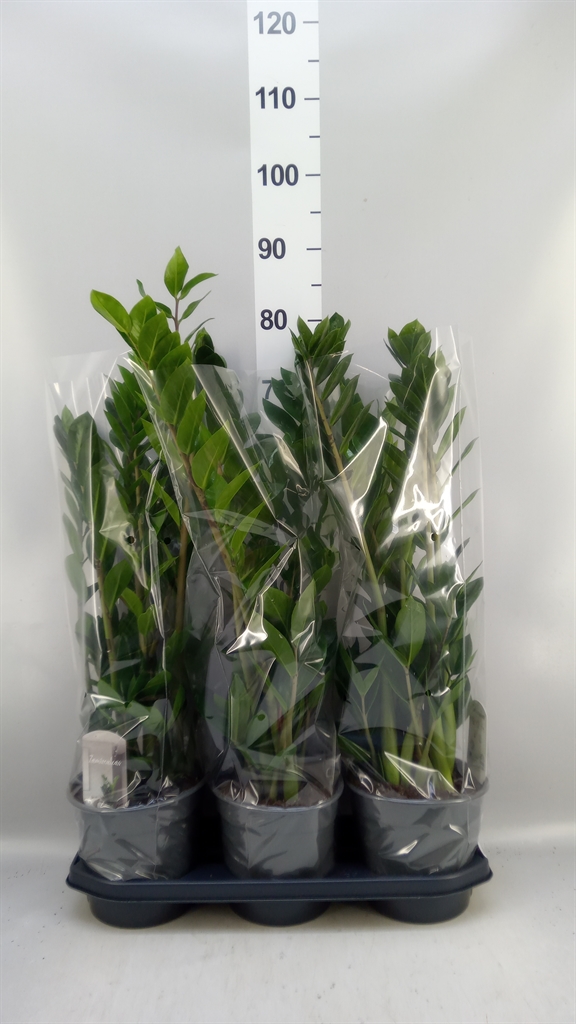 Zamioculcas Zamiifol 19Ø 85cm
