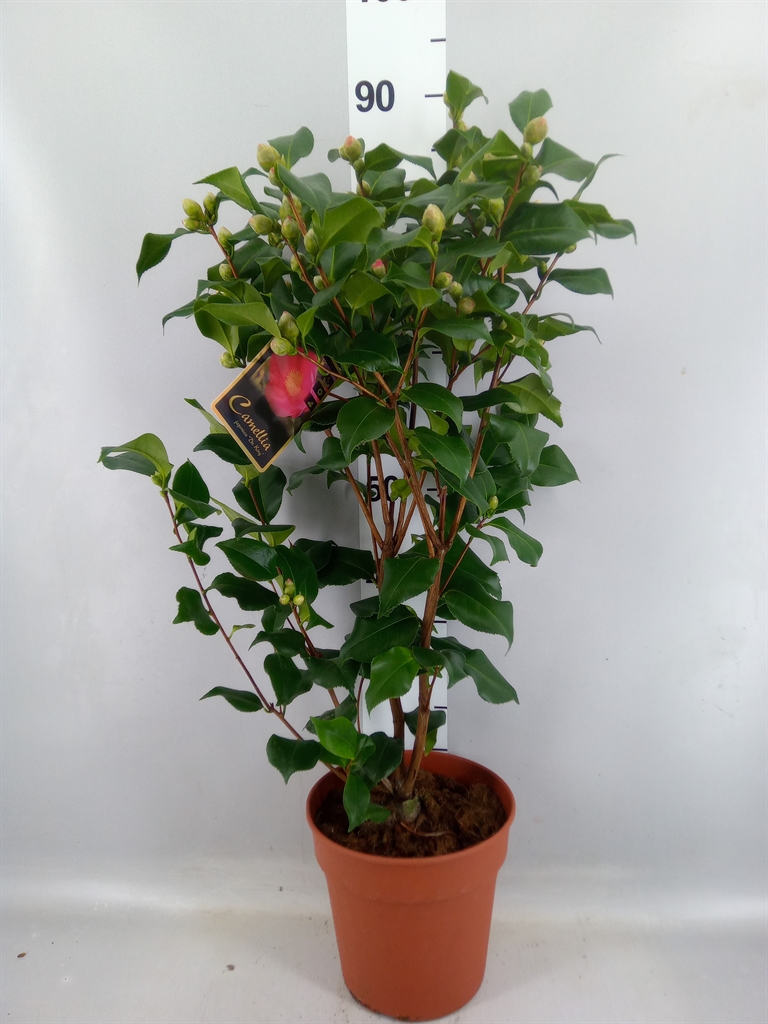 Camellia Japonica Dr King 21Ø 80cm