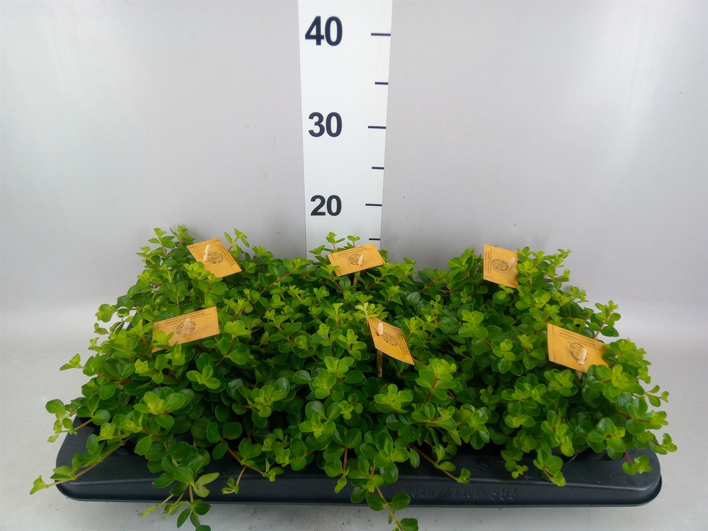 Peperomia Rotundifolia 12Ø 20cm