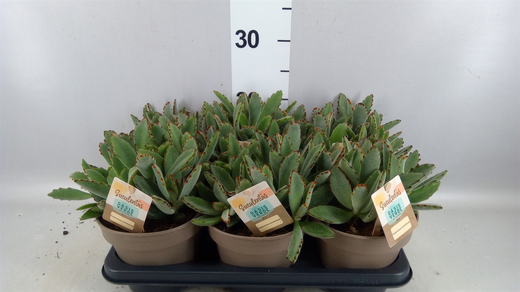 Kalanchoe Tomentosa 14Ø 25cm