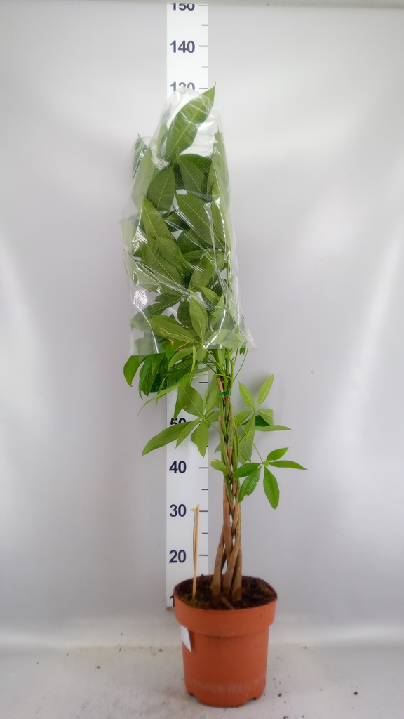 Pachira Aquatica 21Ø 90cm