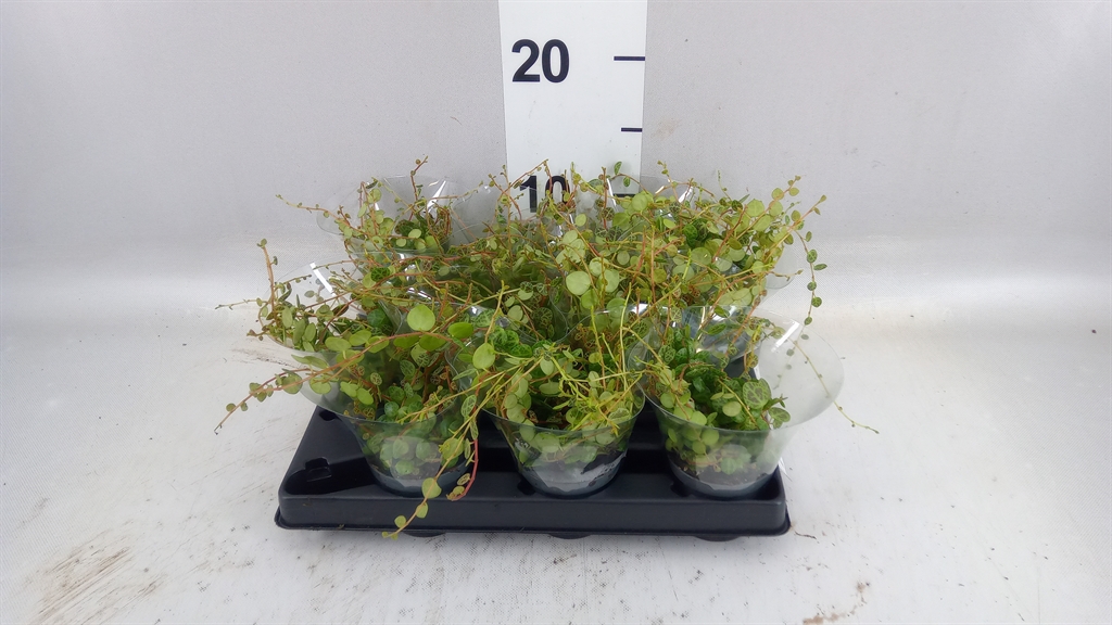 Peperomia Prostrata 6Ø 10cm