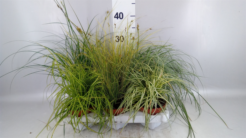 Carex Mix 12Ø 30cm