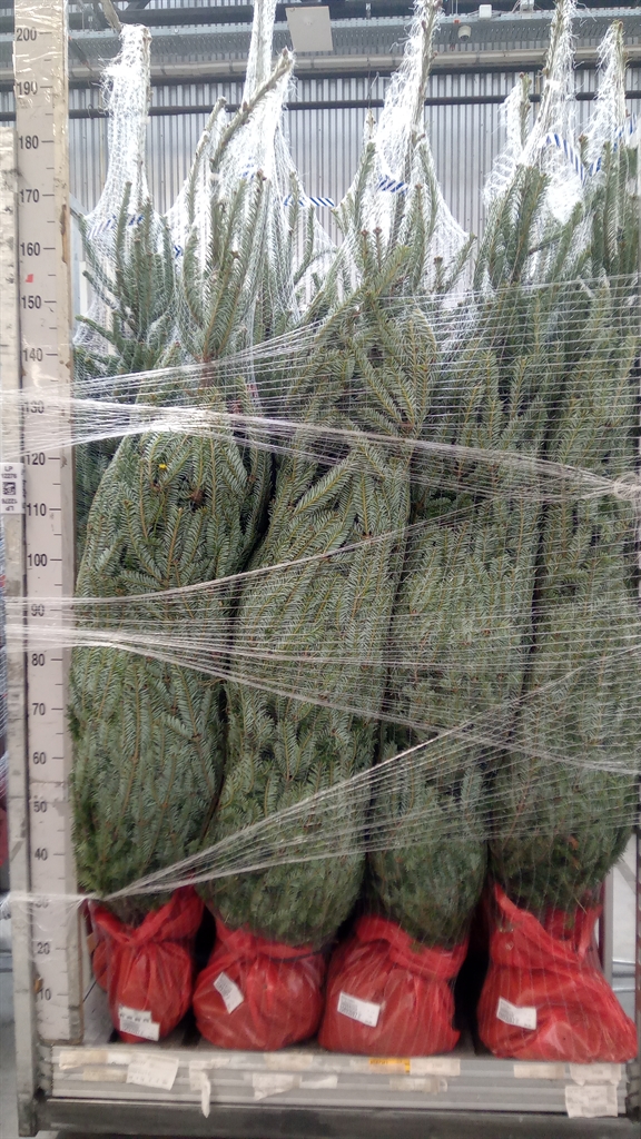 Abie Fraseri 0Ø 200cm