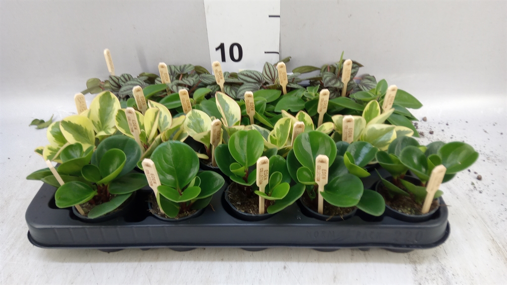 Peperomia Mix 5Ø 10cm