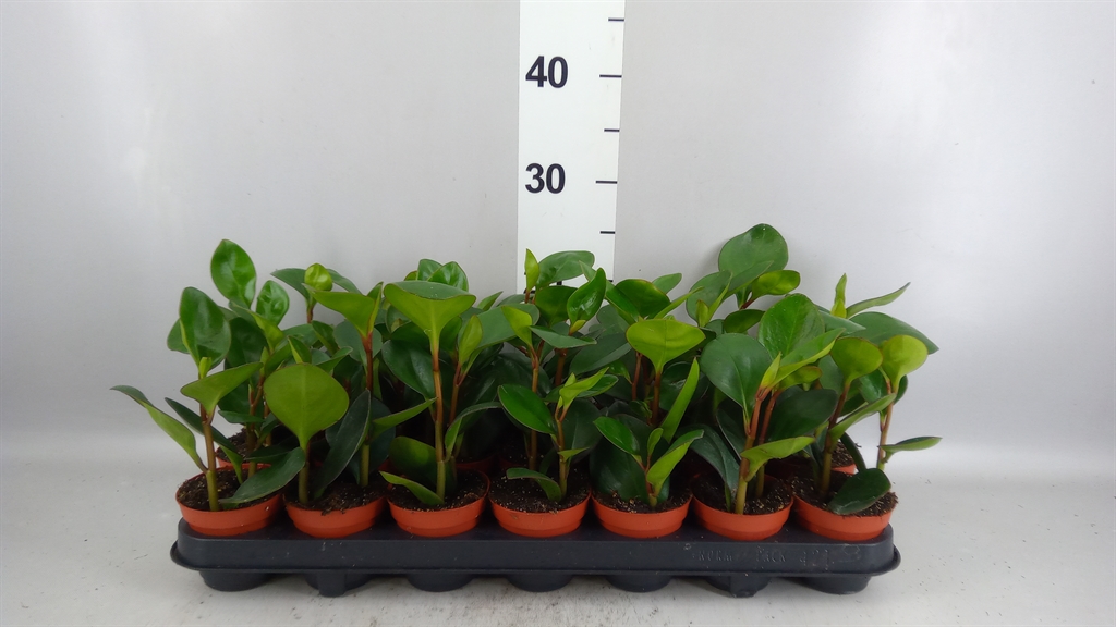 Peperomia Clusiifolia Red Margin 8Ø 15cm