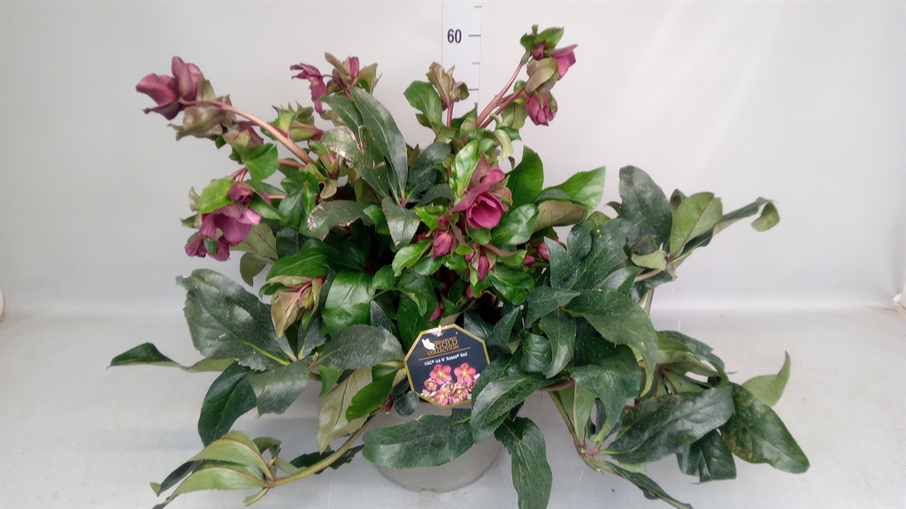 Helleborus Hgc Ice N' Roses Red 29Ø 50cm