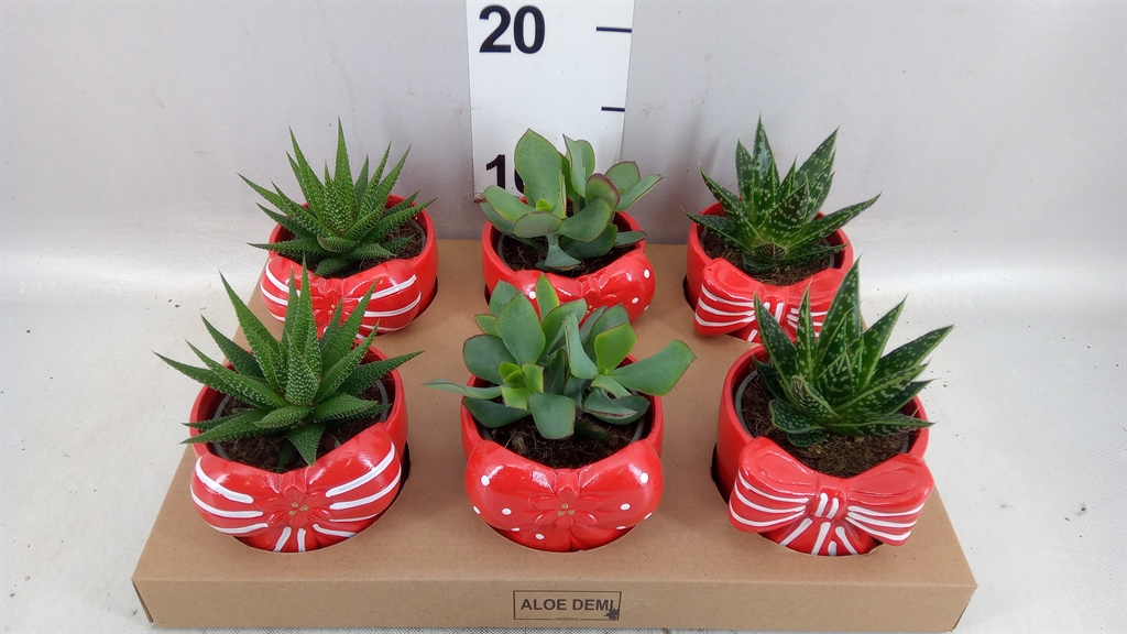 Vetplanten Arr 6% 10Ø