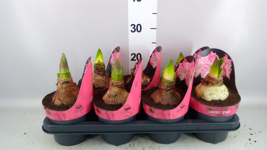 Hippeastrum Sweet Star 14Ø 25cm