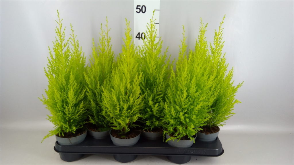 Cupressus Goldcrest Wilma 10Ø 40cm
