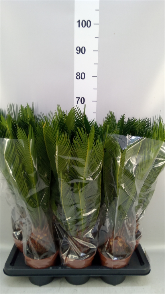 Cycas Revoluta 14Ø 55cm