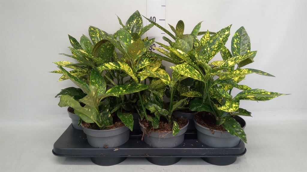 Aucu Japonica 14Ø 35cm