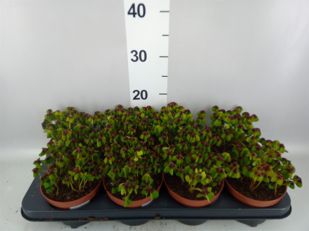 Oxalis Deppei 13Ø 18cm