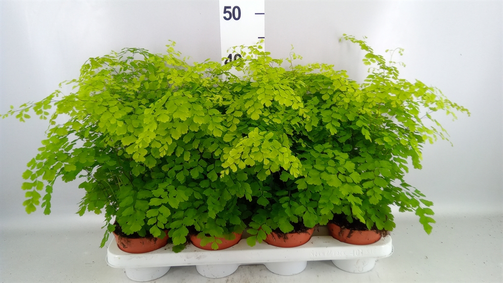 Adiantum Raddianum Fragrans 12Ø 30cm