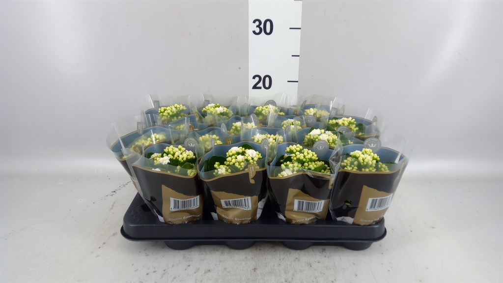 Kalanchoe Double Rosalina Don Dione 7Ø 15cm