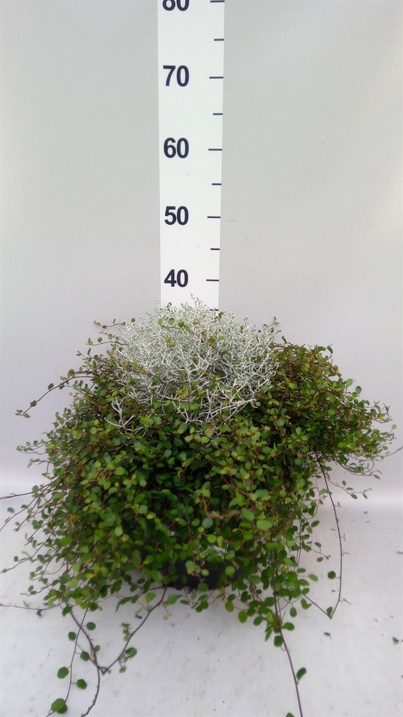 Leucophyta Brownii 23Ø 38cm