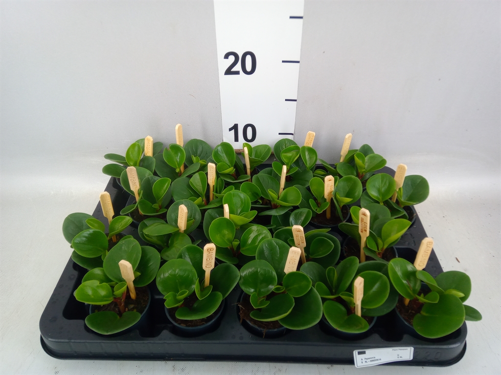 Peperomia Obtusifolia Green Gold 5Ø 10cm