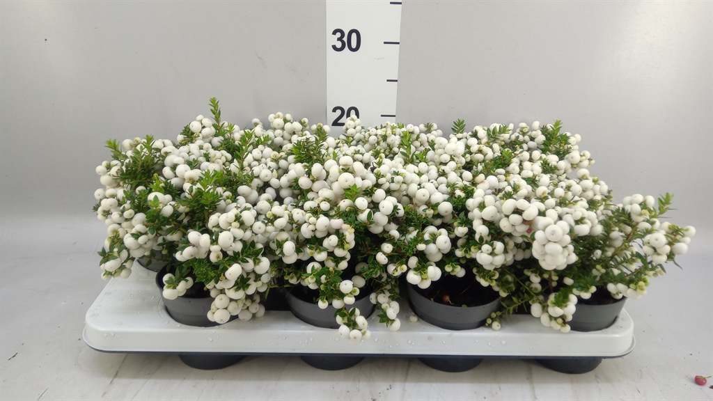 Gaultheria White Berry 10Ø 20cm