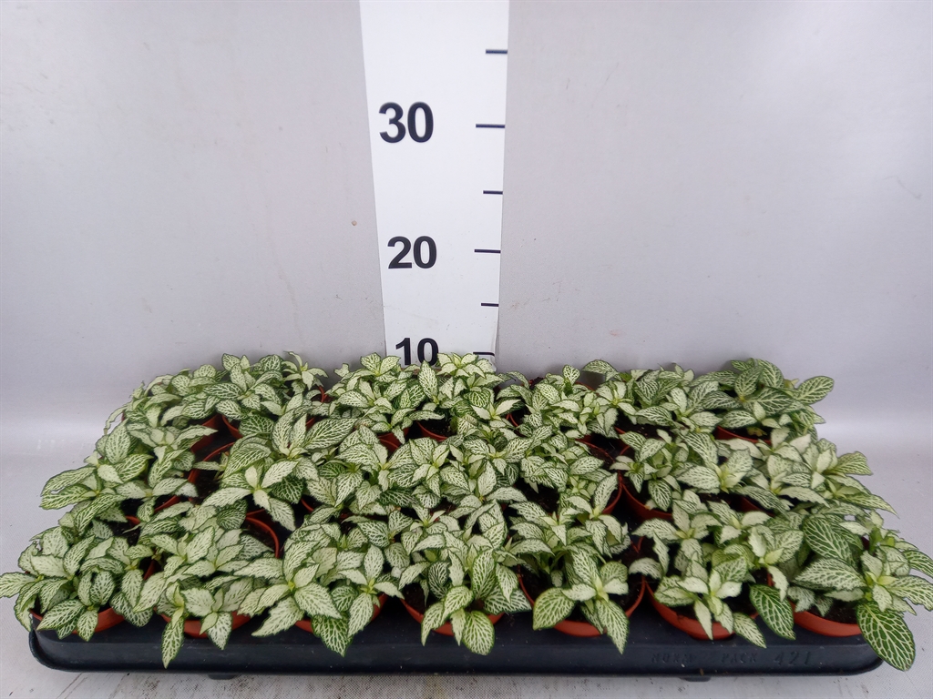 Fittonia Mosaic White Forest Flame 8Ø 10cm