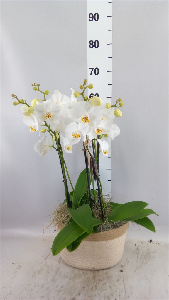Phal Mf Ov Wit 28Ø 45cm