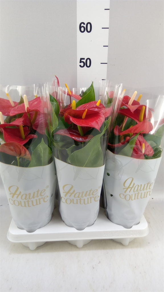 Anthurium Everio 12Ø 40cm