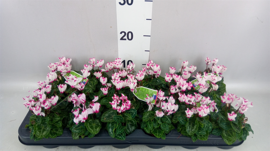 Cycl Kl Sup Ver Vict 6Ø 13cm