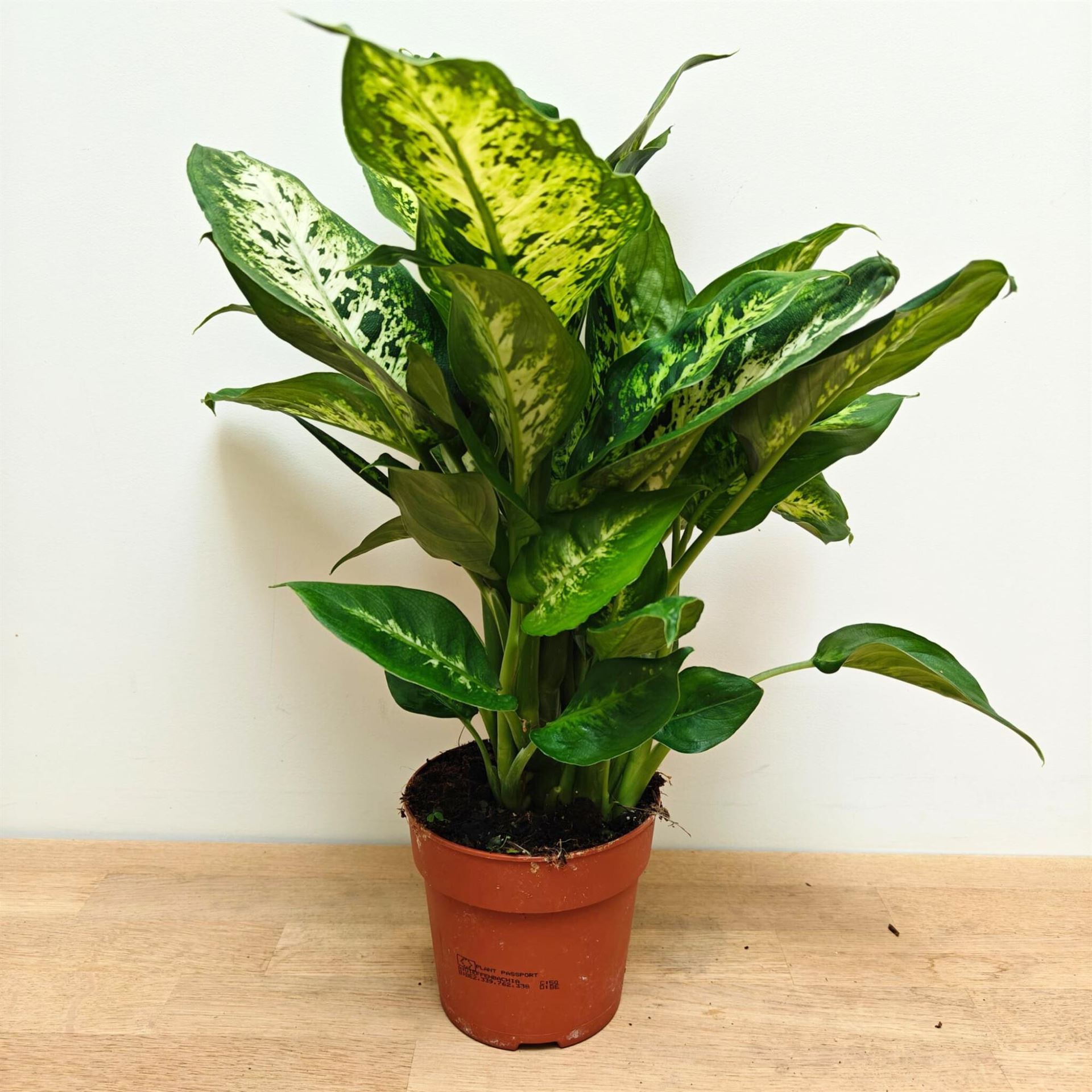 Dieffenbachia Compacta 12Ø 40cm