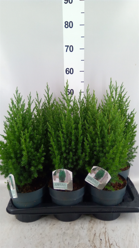 Juniperus Stricta 17Ø 55cm