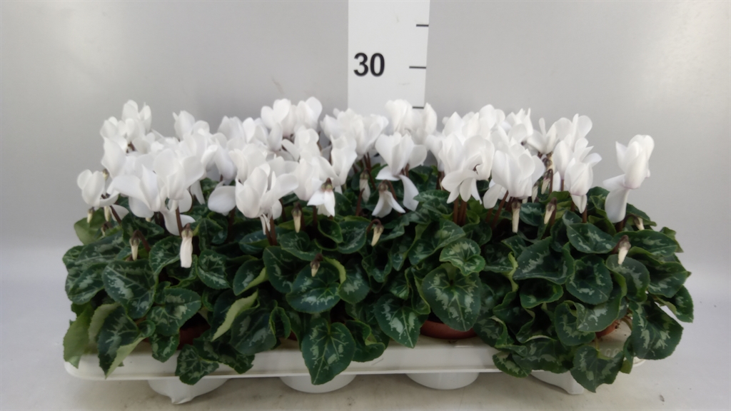 Cyclamen Super Serie Allure 10Ø 20cm