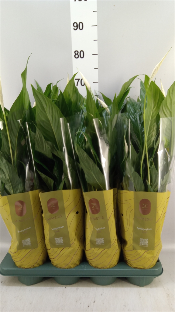 Spath Sweet Chico 13Ø 55cm