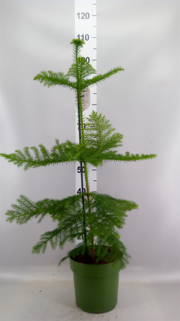 Araucaria Heterophylla 21Ø 80cm