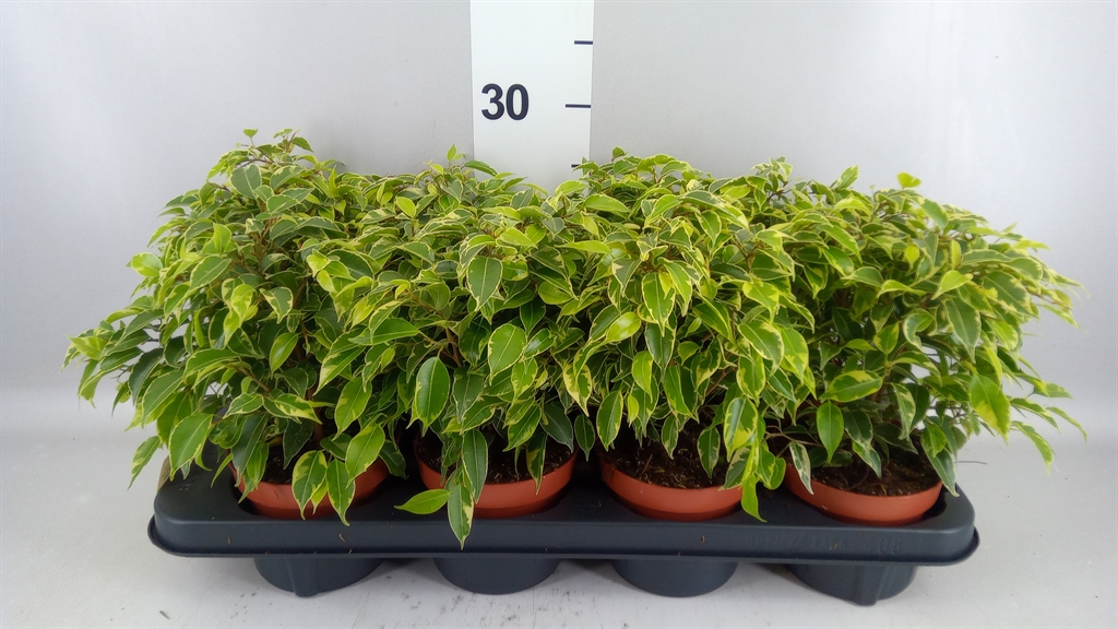 Ficus Benjamina Kinky 12Ø 30cm