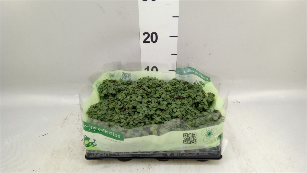Callisia Repens 6Ø 25cm