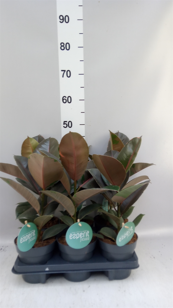 Ficus Elastica Pink Camouflage 14Ø 40cm