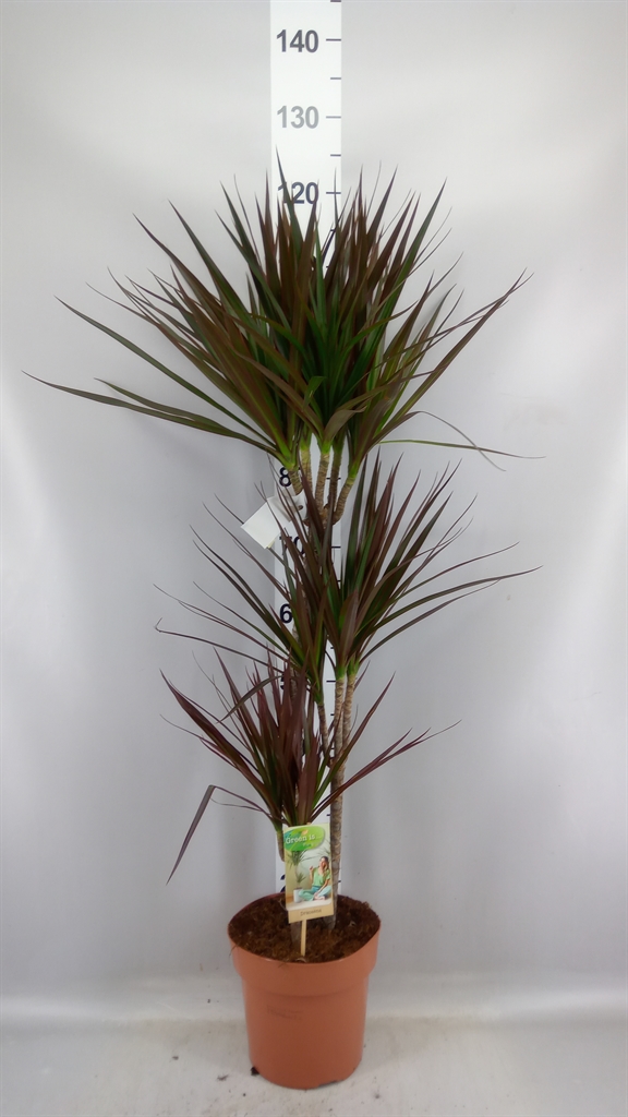 Dracaena Magenta 21Ø 120cm
