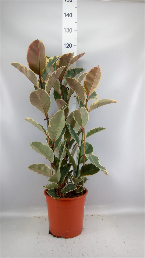 Ficus Tineke 27Ø 100cm