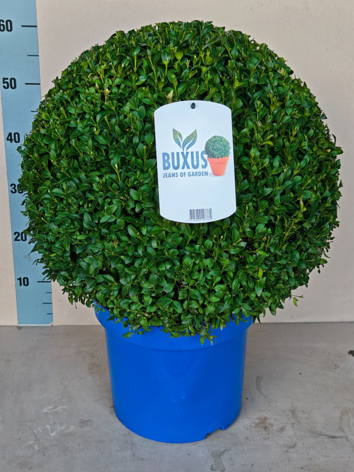 Buxus Sempervirens 30Ø 60cm