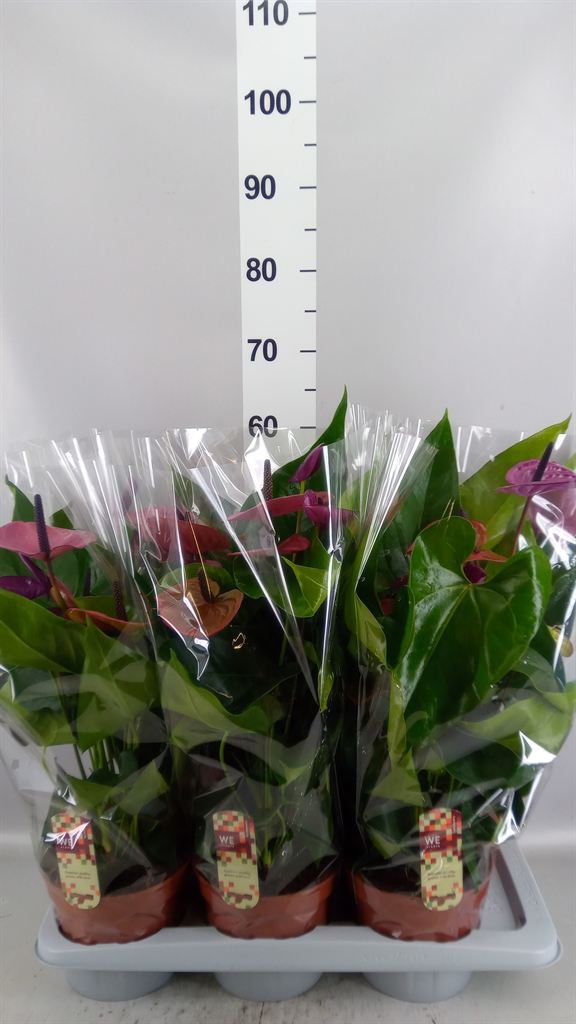 Anthurium Louisiana 17Ø 60cm