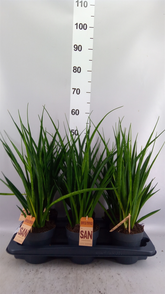 Sansevieria Kirkii Frien 14Ø 60cm