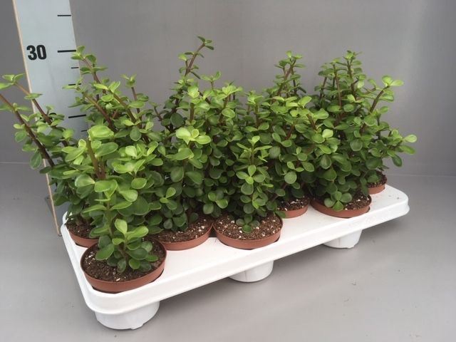 Portulacaria Afra 11Ø 25cm