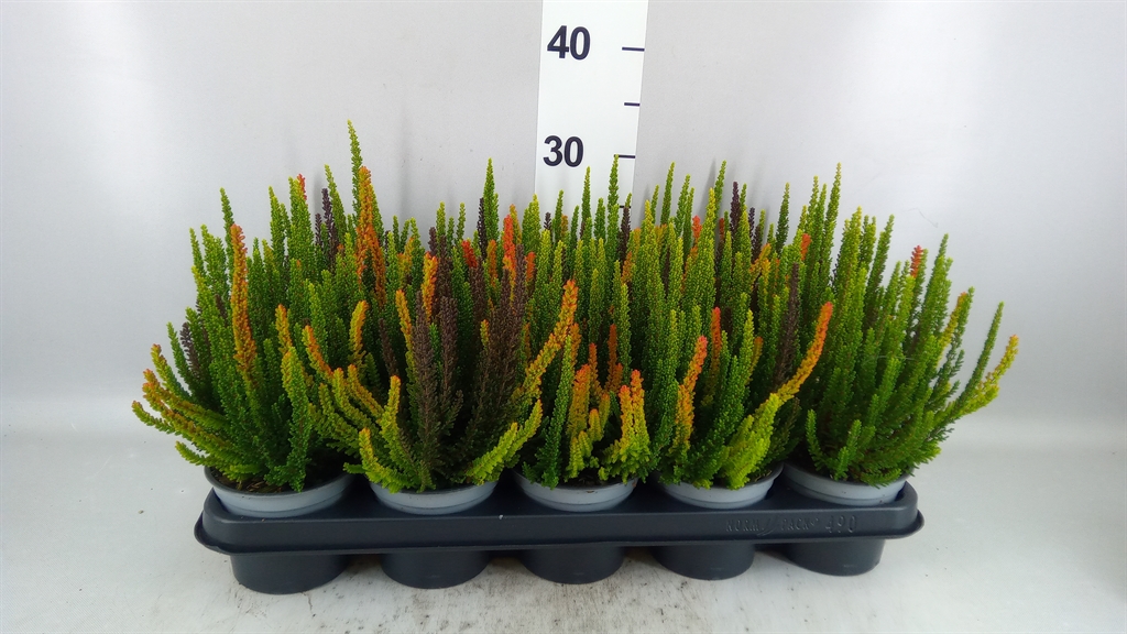 Calluna Skyline Trio Mix 12Ø 28cm